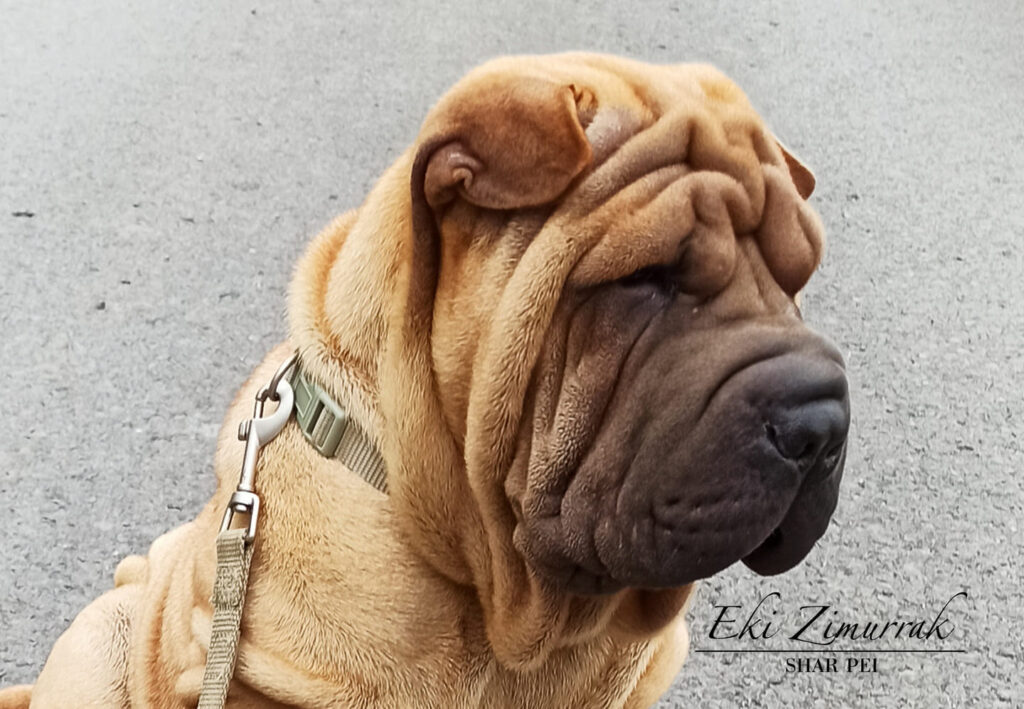 litter shar pei España, Bizkaia, camada, cachorro