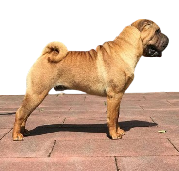 litter shar pei España, Bizkaia, camada, cachorro