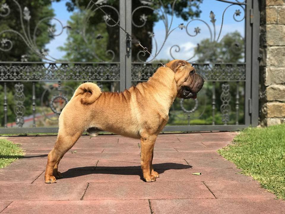 Shar Pei, Eki Zimurrak, Familiar, España