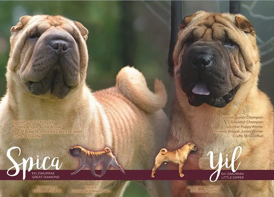 litter shar pei España, Bizkaia, camada, cachorro