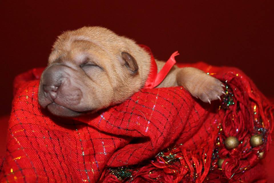 litter shar pei España, Bizkaia, camada, cachorro