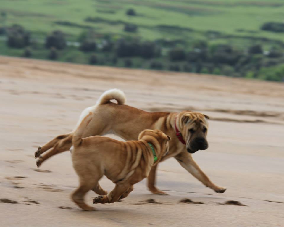 litter shar pei España, Bizkaia, camada, cachorro