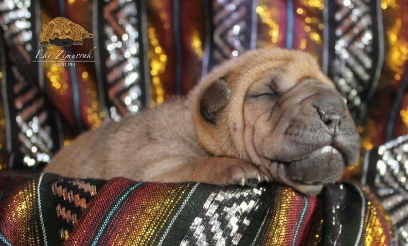litter shar pei España, Bizkaia, camada, cachorro