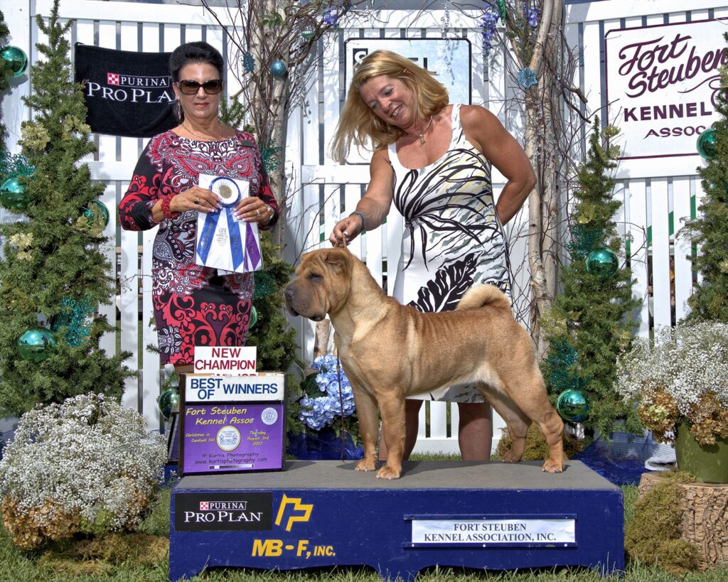 Usa Shar Pei Campeon