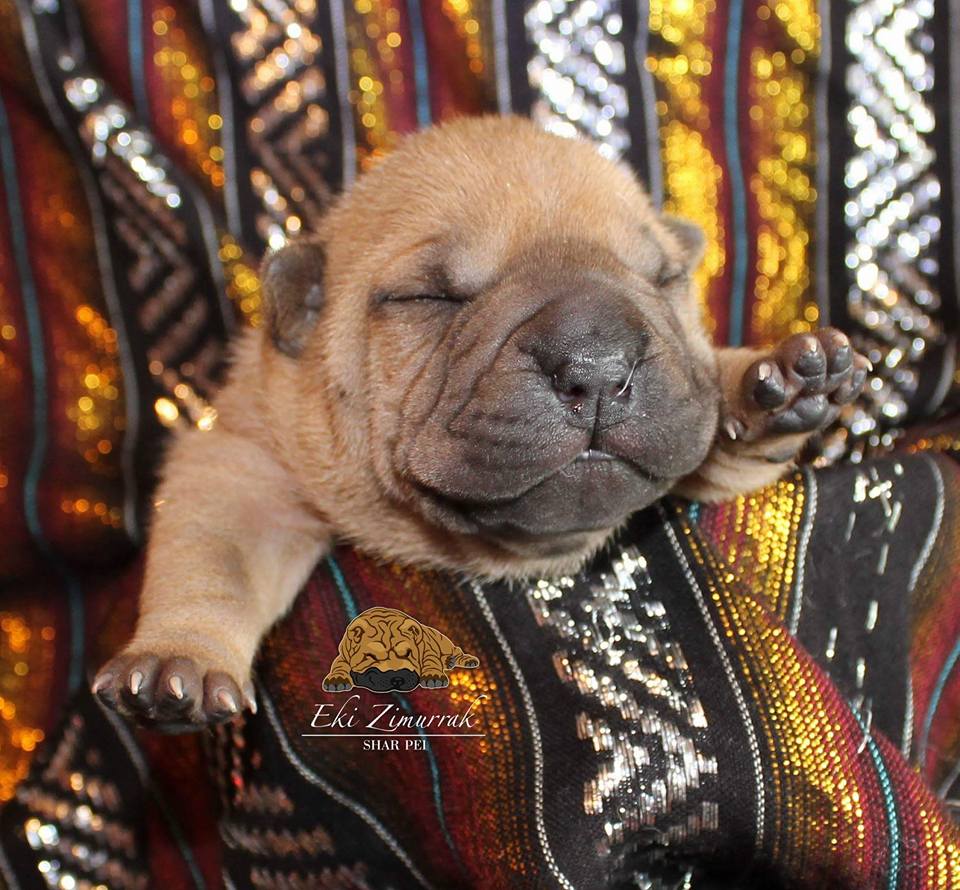 shar pei, bizkaia, cachorro, puppy, adorable, familiar