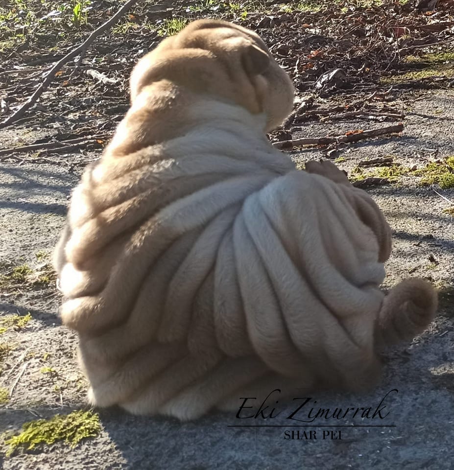 litter shar pei España, Bizkaia, camada, cachorro