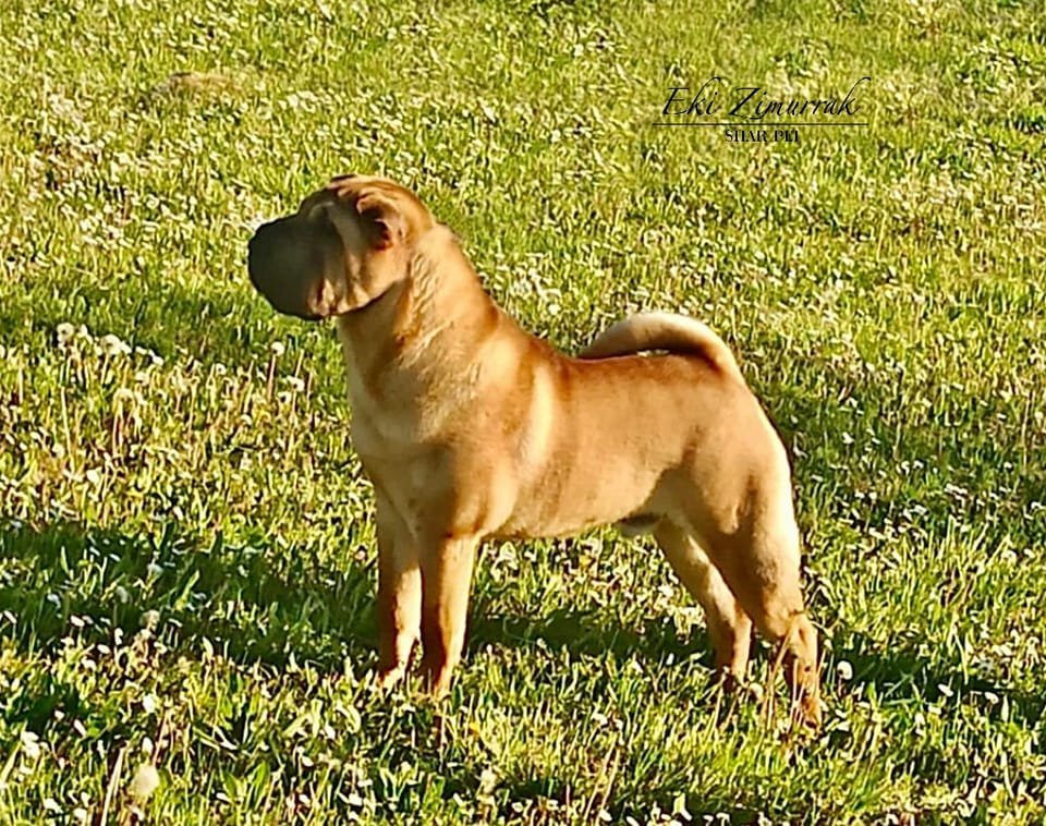 Shar Pei, españa, Bizkaia, puppy, cachorro