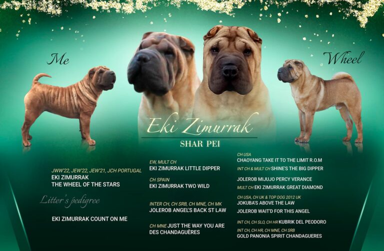 litter shar pei España, Bizkaia, camada