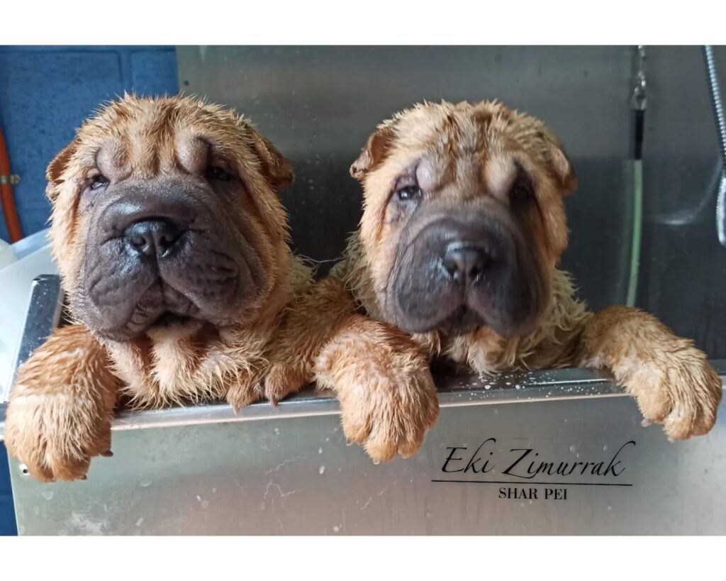 litter shar pei España, Bizkaia, camada, cachorro