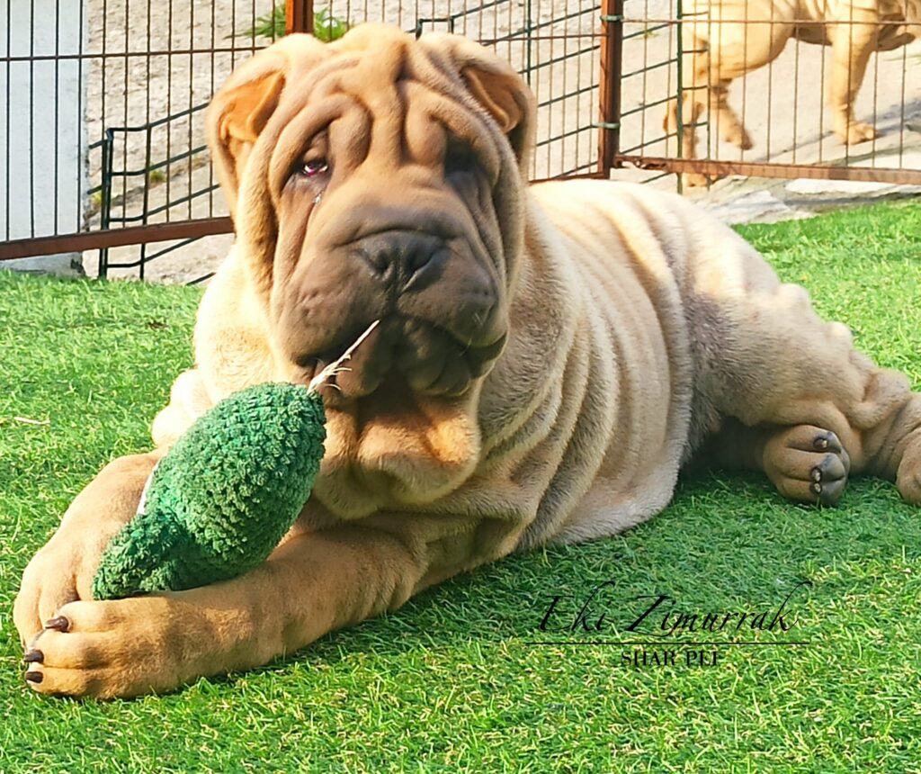 litter shar pei España, Bizkaia, camada, cachorro