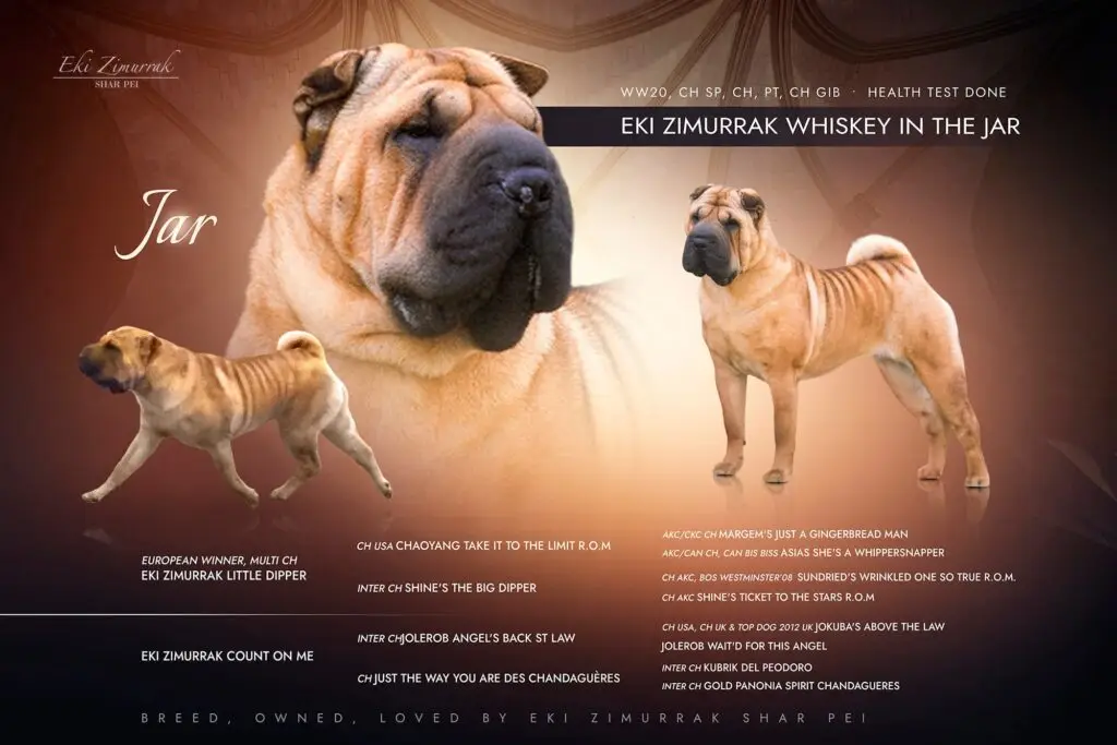 litter shar pei España, Bizkaia, camada, cachorro