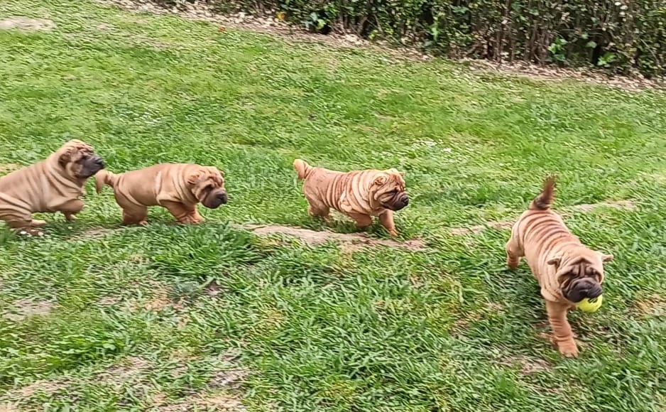 litter shar pei España, Bizkaia, camada, cachorro