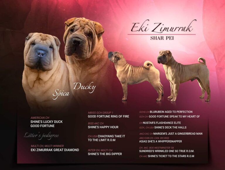 litter shar pei España, Bizkaia, camada
