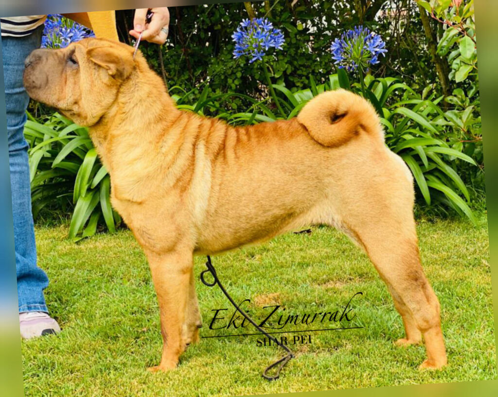 Shar Pei, España, Bizkaia, Cachorro, Familiar, Arrugas