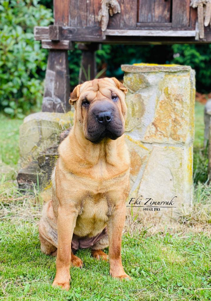 litter shar pei España, Bizkaia, camada, cachorro