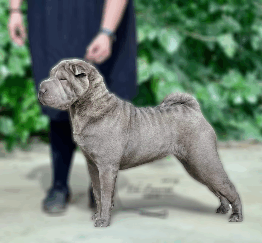 Shar pei, azul, familiar, salud