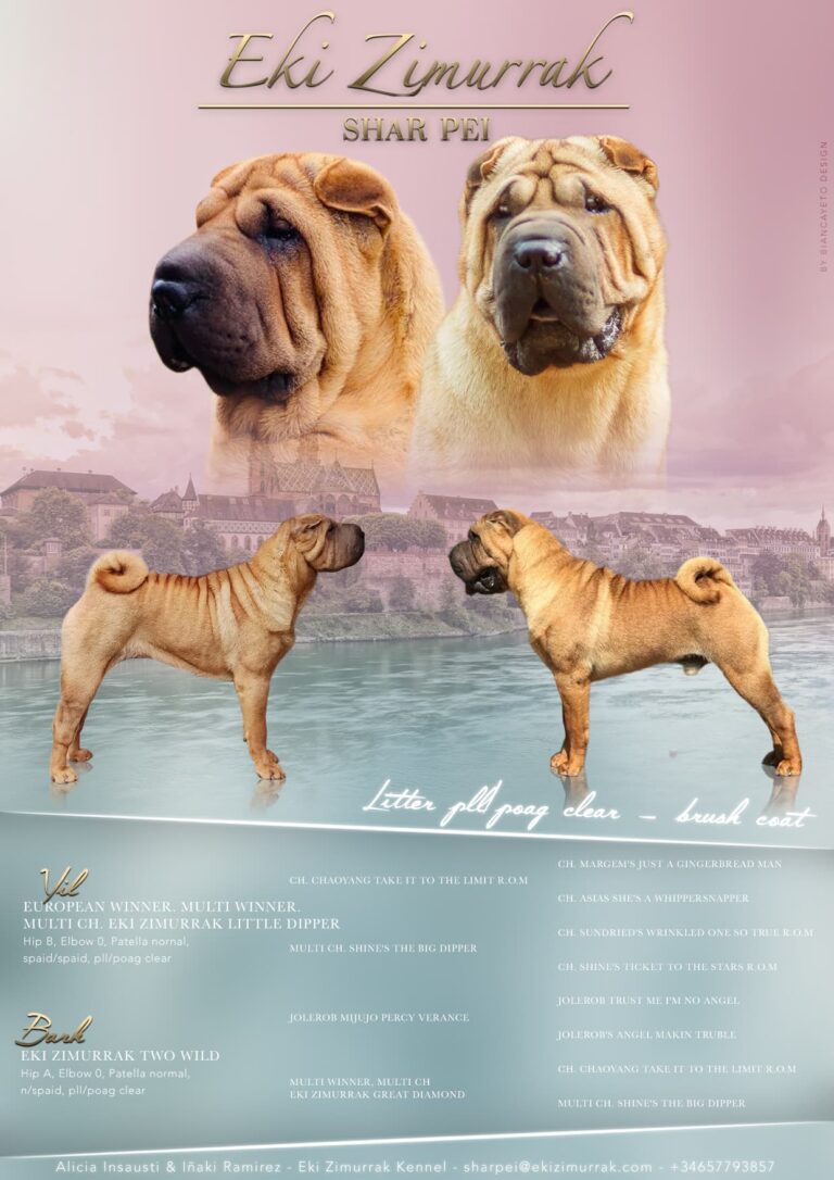 litter shar pei España, Bizkaia, camada