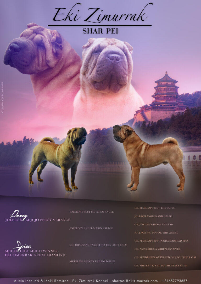 litter shar pei España, Bizkaia, camada