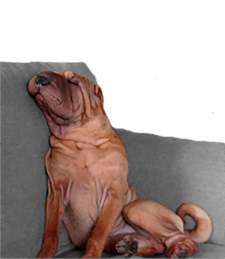 shar pei españa cria familiar