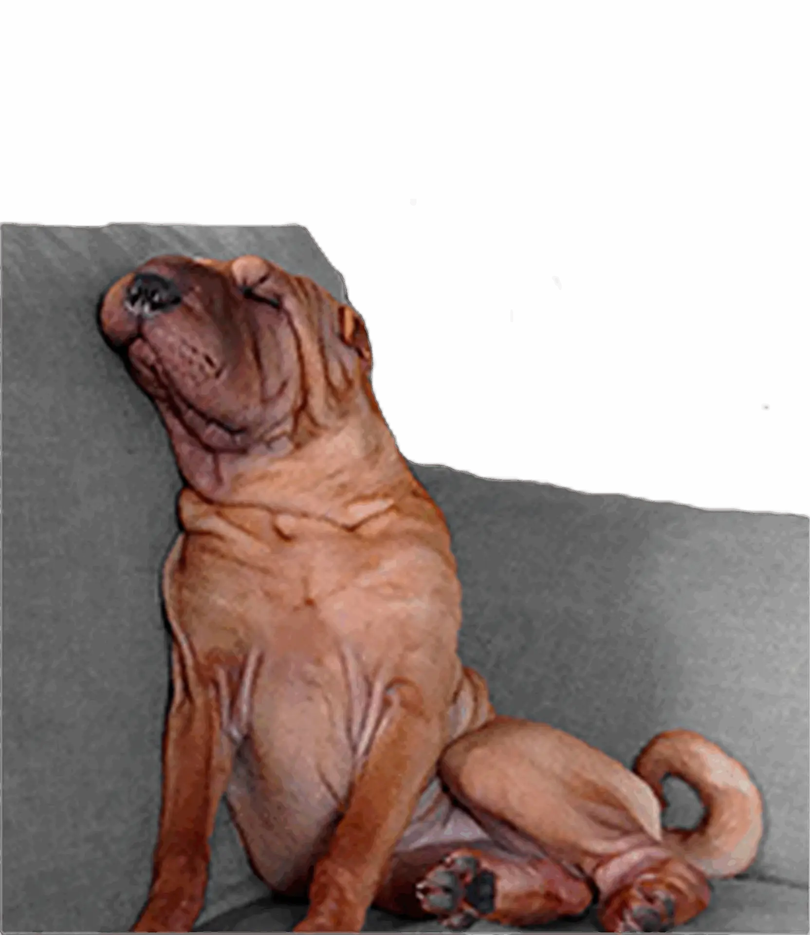 hanna bn2 shar pei españa cria familiar