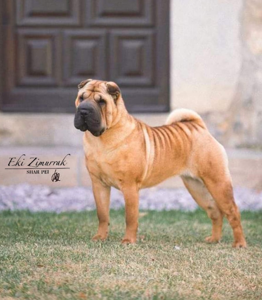 shar pei, españa, familiar, salud, belleza, arrugas