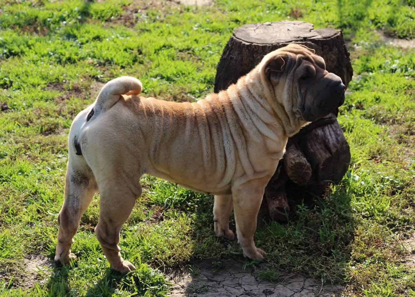 Shar Pei españa Horsecoat