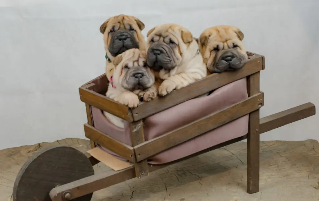shar pei, bizkaia, cachorro, puppy, adorable, familiar