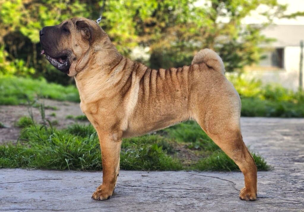 shar pei, españa, bizkaia, salud, test, arrugas, temper