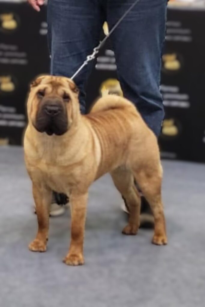 litter shar pei España, Bizkaia, camada, cachorro