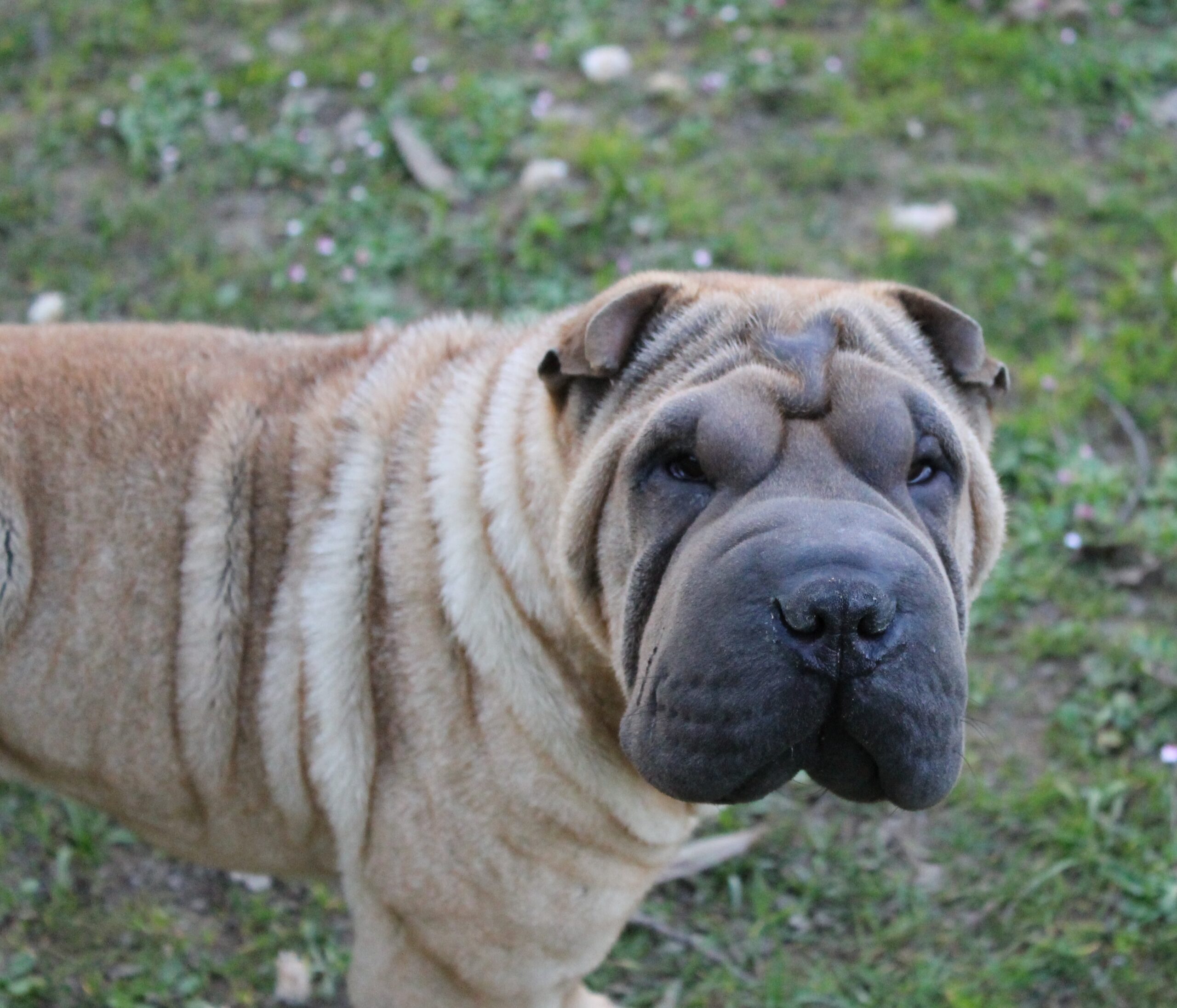 horsecoat shar pei españa