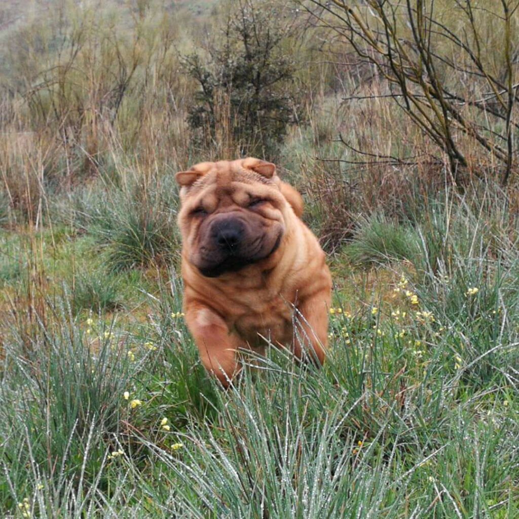 Shar pei familia