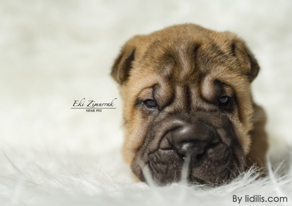 litter shar pei España, Bizkaia, camada, cachorro
