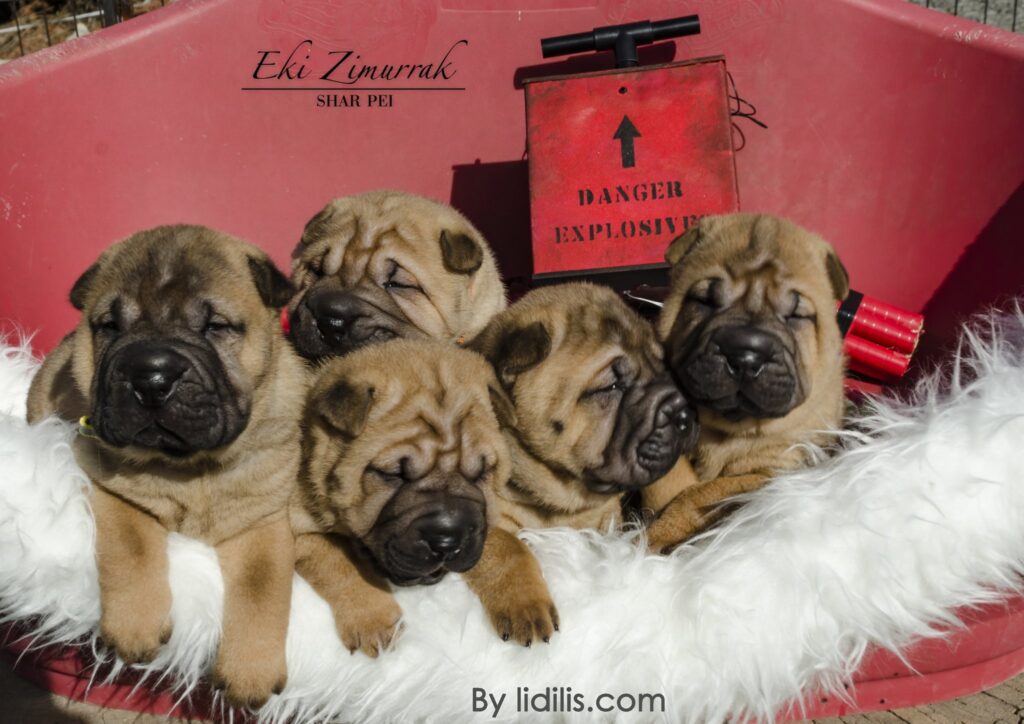 litter shar pei España, Bizkaia, camada, cachorro