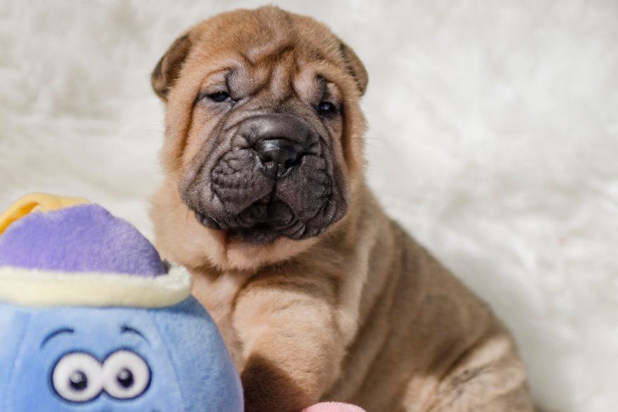 litter shar pei España, Bizkaia, camada, cachorro
