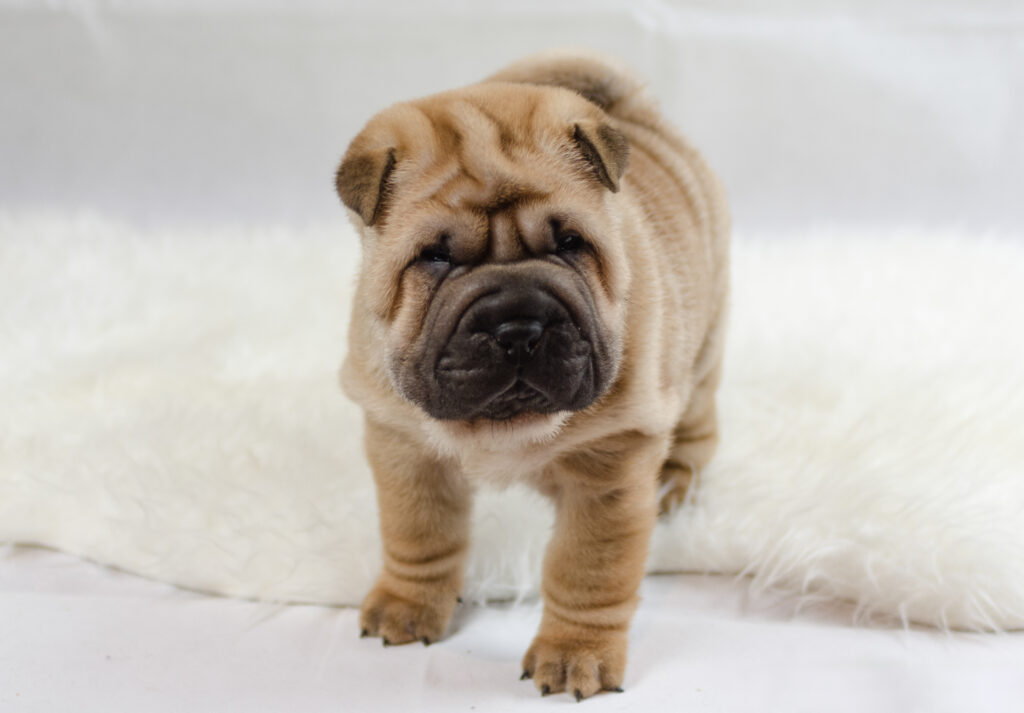 litter shar pei España, Bizkaia, camada, cachorro