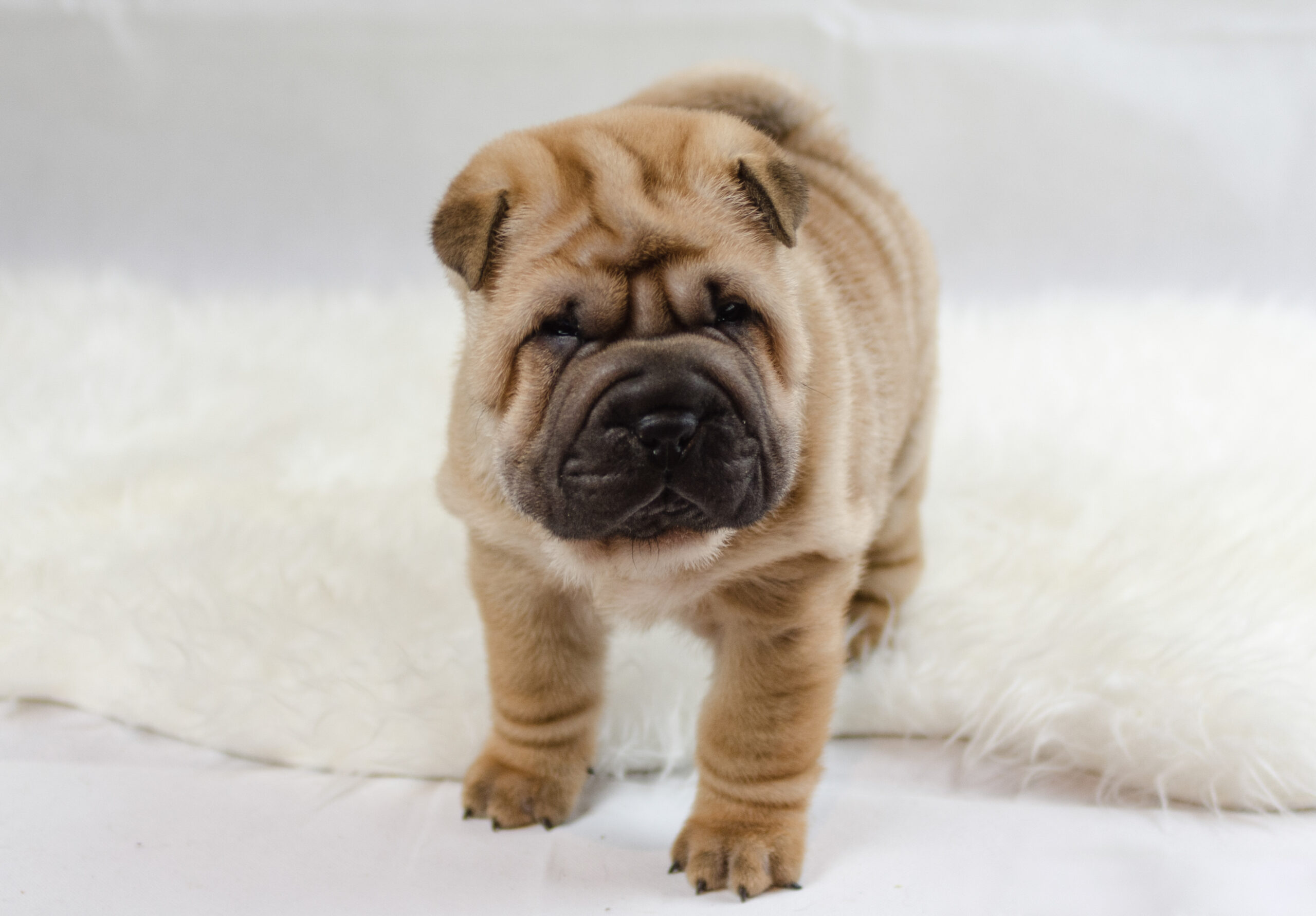 litter shar pei España, Bizkaia, camada, cachorro
