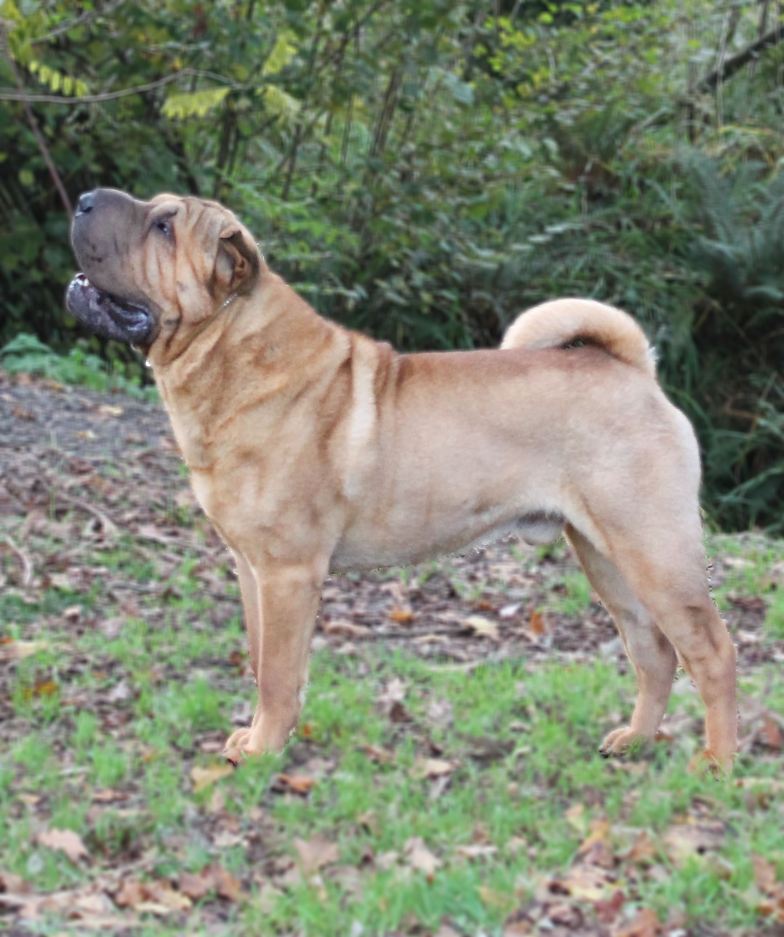 shar pei bizkaia inglaterra
