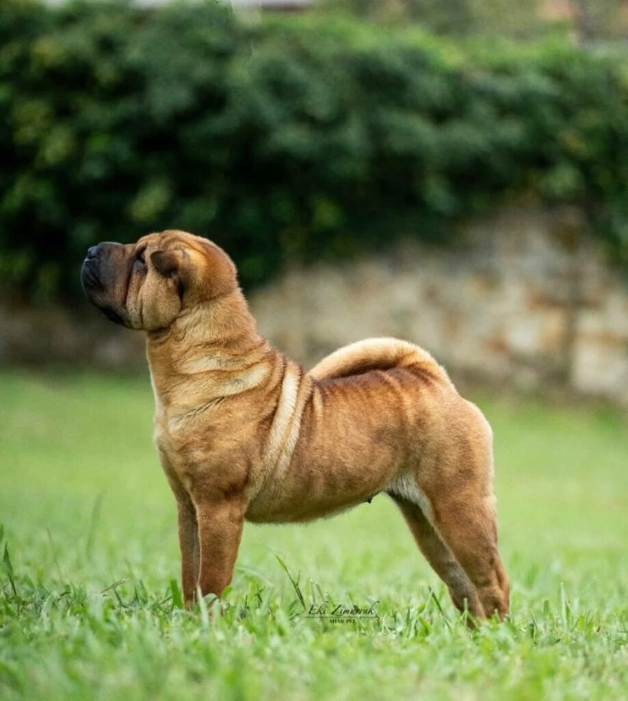 belleza, morfologia, shar pei, familiar, cachorro