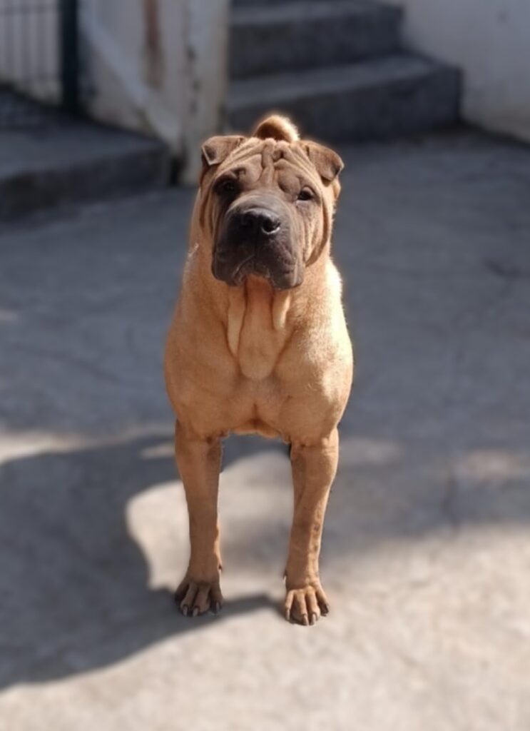 litter shar pei España, Bizkaia, camada, cachorro