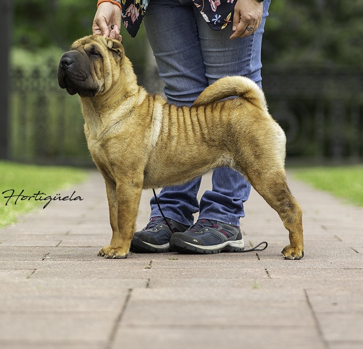 shar pei, España, familiar, salud, Bizkaia, salud