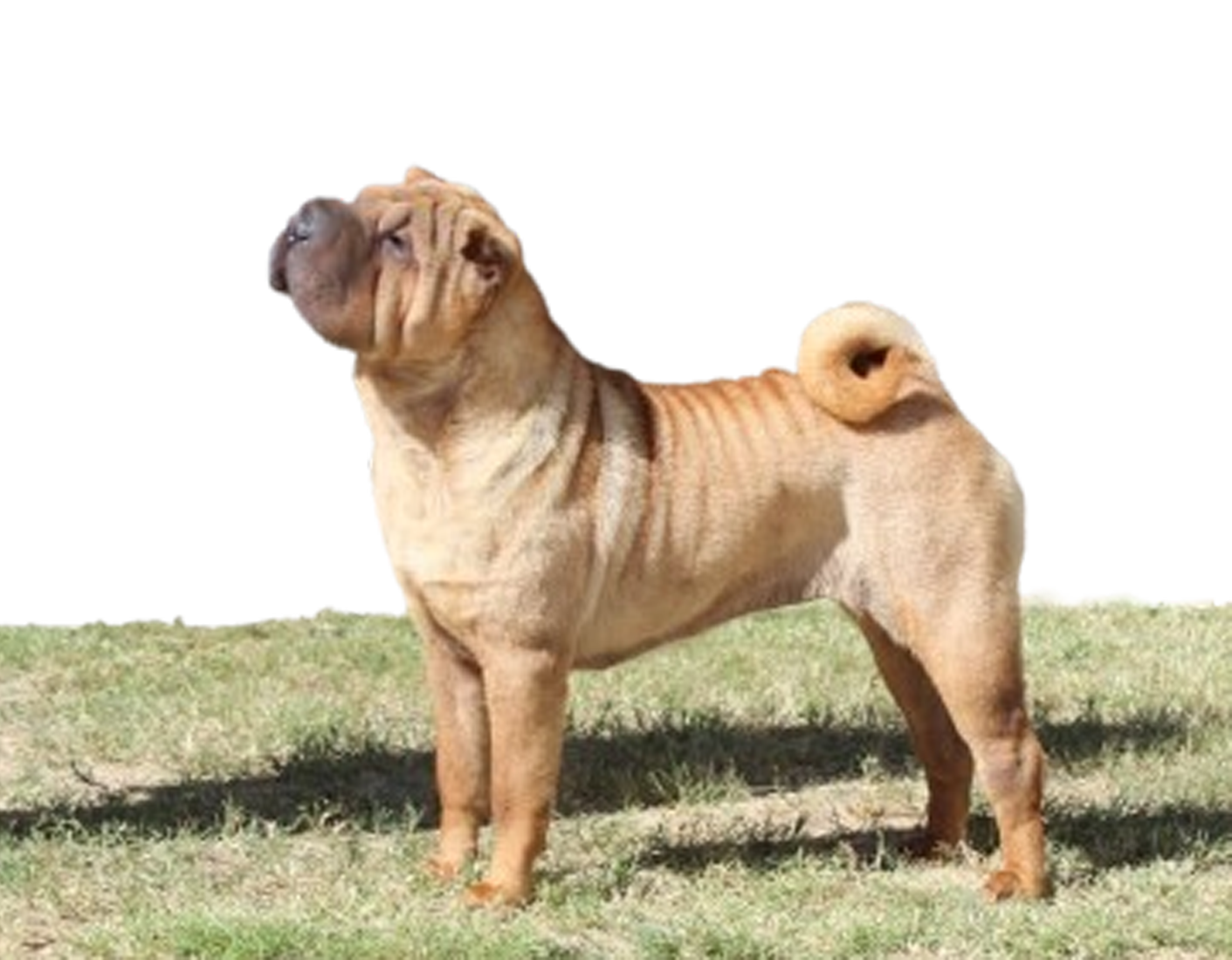 shar pei bizkaia