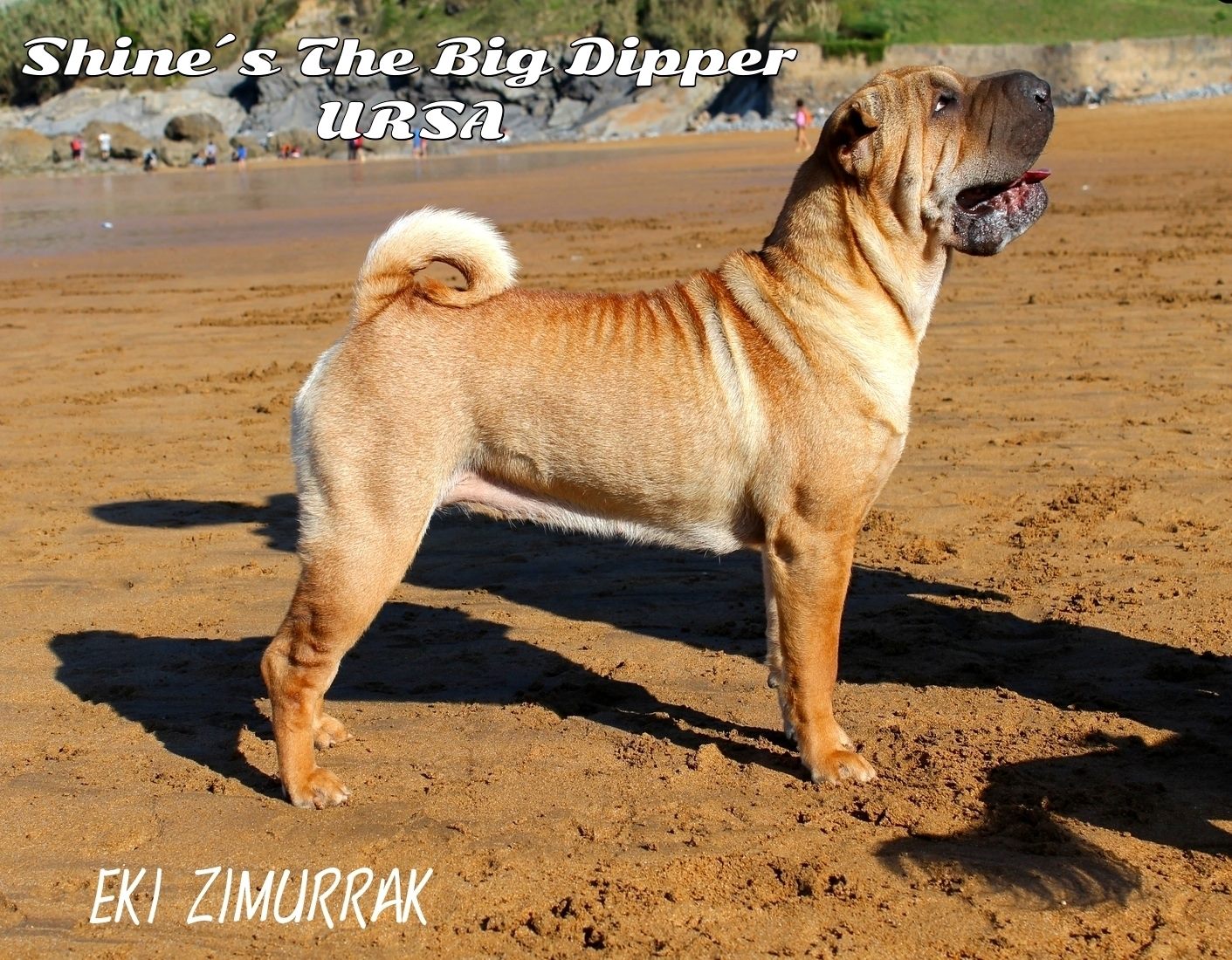 shar pei bizkaia usa