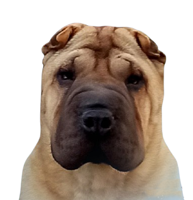litter shar pei España, Bizkaia, camada, cachorro