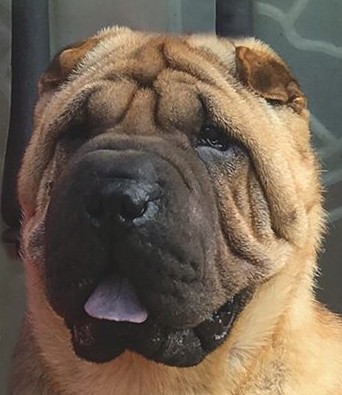 litter shar pei España, Bizkaia, camada, cachorro