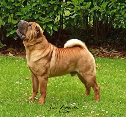 litter shar pei España, Bizkaia, camada, cachorro