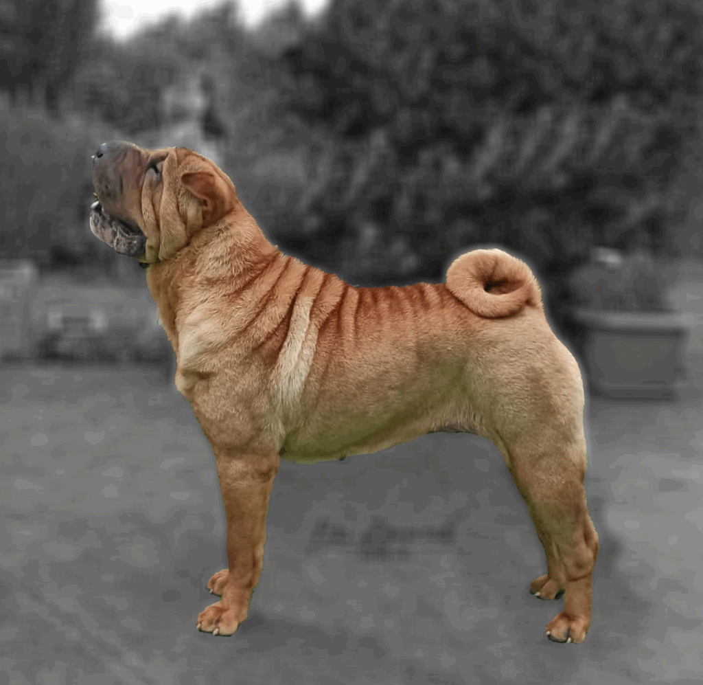 litter shar pei España, Bizkaia, camada, cachorro