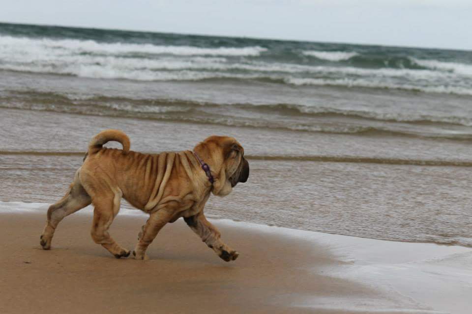 litter shar pei España, Bizkaia, camada, cachorro