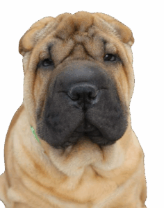 Salud shar pei