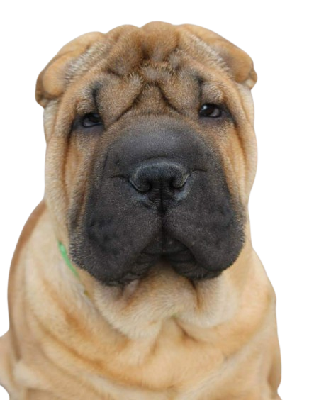 Salud shar pei