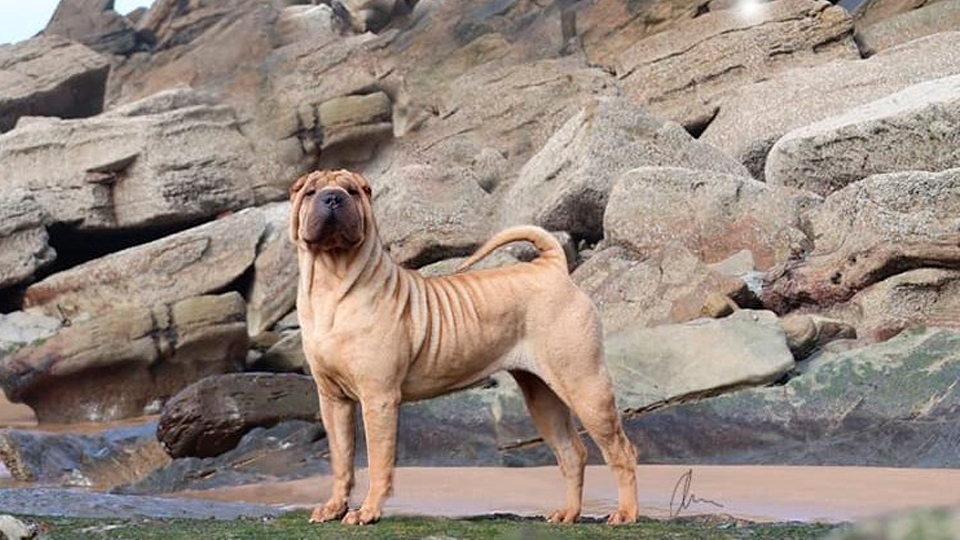 shar pei,familiar, horsecoat, impresionante, arrugas, españa bizkaia